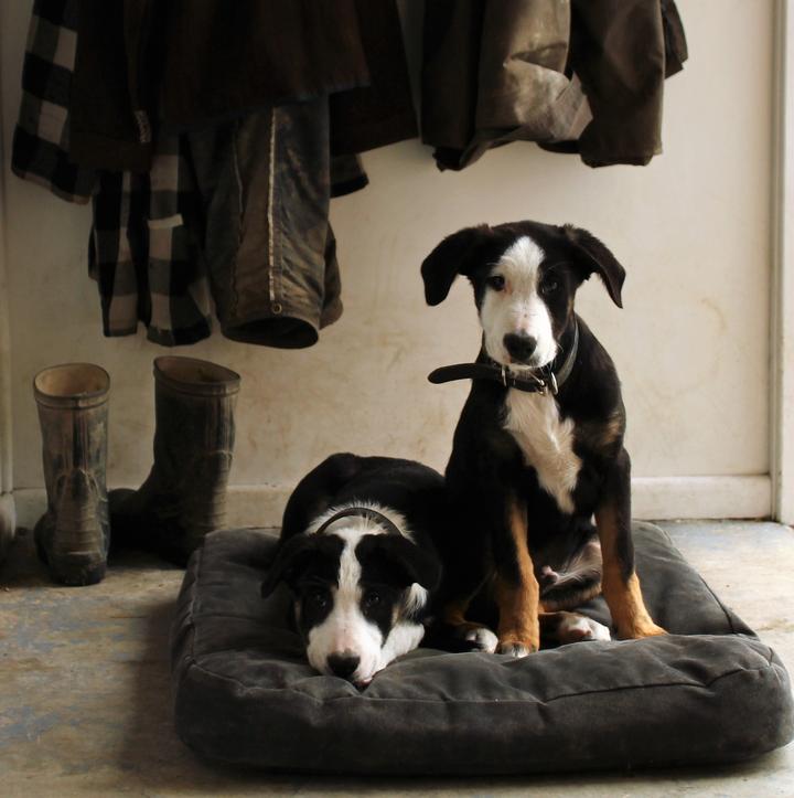 Natural Hound | Canvas & NZ Wool Dog Bed
