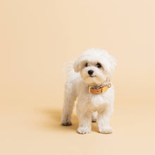 Load image into Gallery viewer, Ollie &amp; James | Leather Dog Collar in Camel
