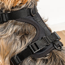 Load image into Gallery viewer, Wild One | Black Dog Harness
