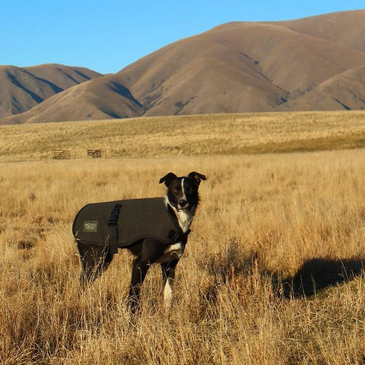 Natural Hound | Canvas & NZ Wool Dog Coat